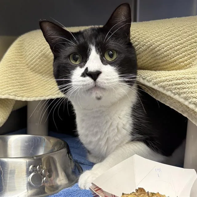A young large-sized male Domestic Short Hair cat named Green Day for adoption in Las Vegas, NV