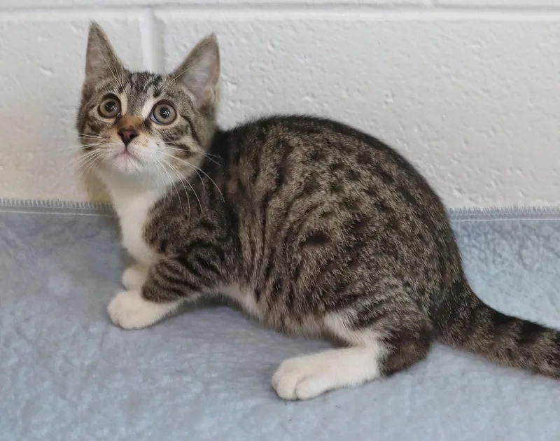 A baby medium-sized male Tabby (Gray / Blue / Silver) Tabby cat named Chester for adoption in Euclid, OH