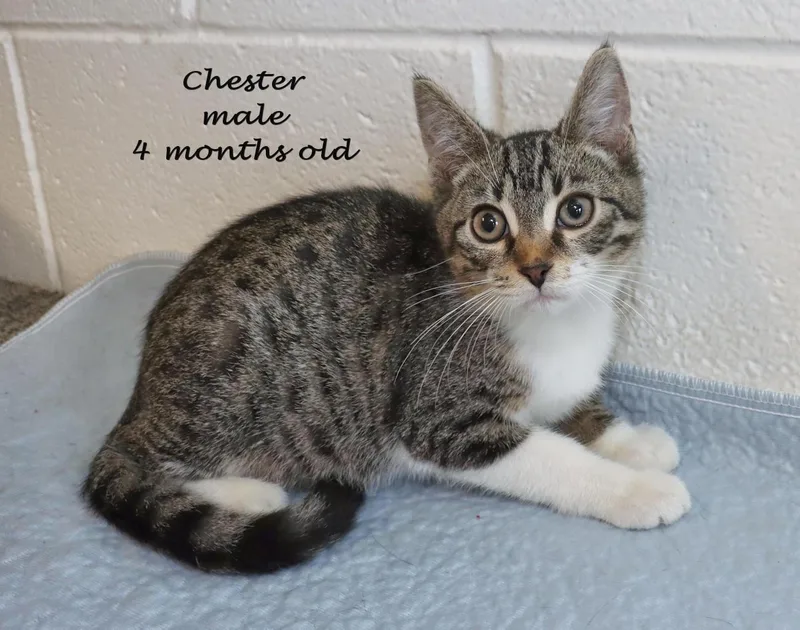 Chester thumbnail 4