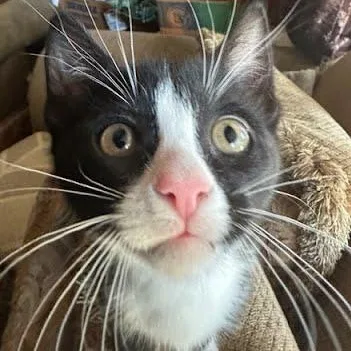 A baby medium-sized female Black & White / Tuxedo Tuxedo cat named Luna for adoption in Sacramento, CA