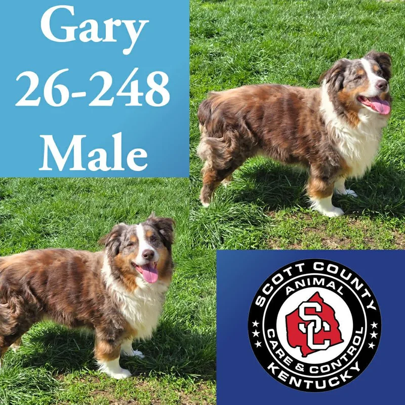 An adult large-sized male Australian Shepherd dog named Gary for adoption in Georgetown, KY