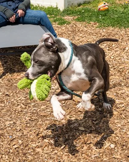 An adult large-sized male Mixed Breed dog named Cornerstone for adoption in Chamblee, GA