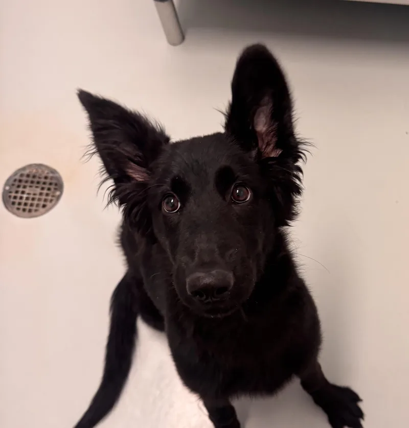 A young medium-sized female Labrador Retriever dog named Indy for adoption in Chico, CA