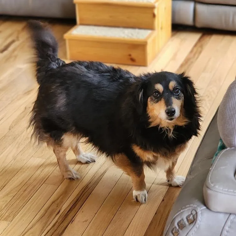 A senior medium-sized female Black Dachshund (Long Haired) dog named Bubbles for adoption in Toms Brook, VA