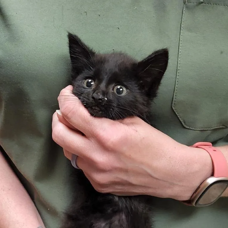 A baby small-sized female Black Domestic Short Hair cat named Zazzle  U for adoption in Tupelo, MS