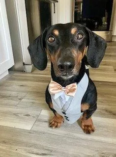 A young medium-sized male Dachshund dog named Marcus for adoption in Los Angeles, CA