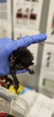 A baby small-sized female Domestic Short Hair cat named Tater Tot for adoption in San Martin, CA