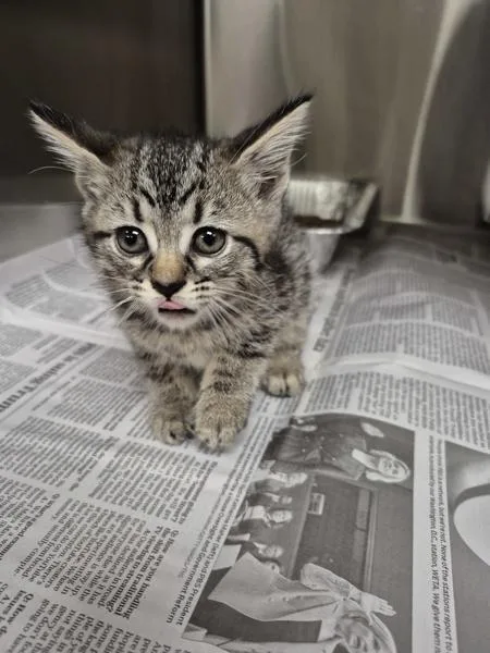 A baby small-sized female Domestic Short Hair cat named If for adoption in Lawrenceville, GA