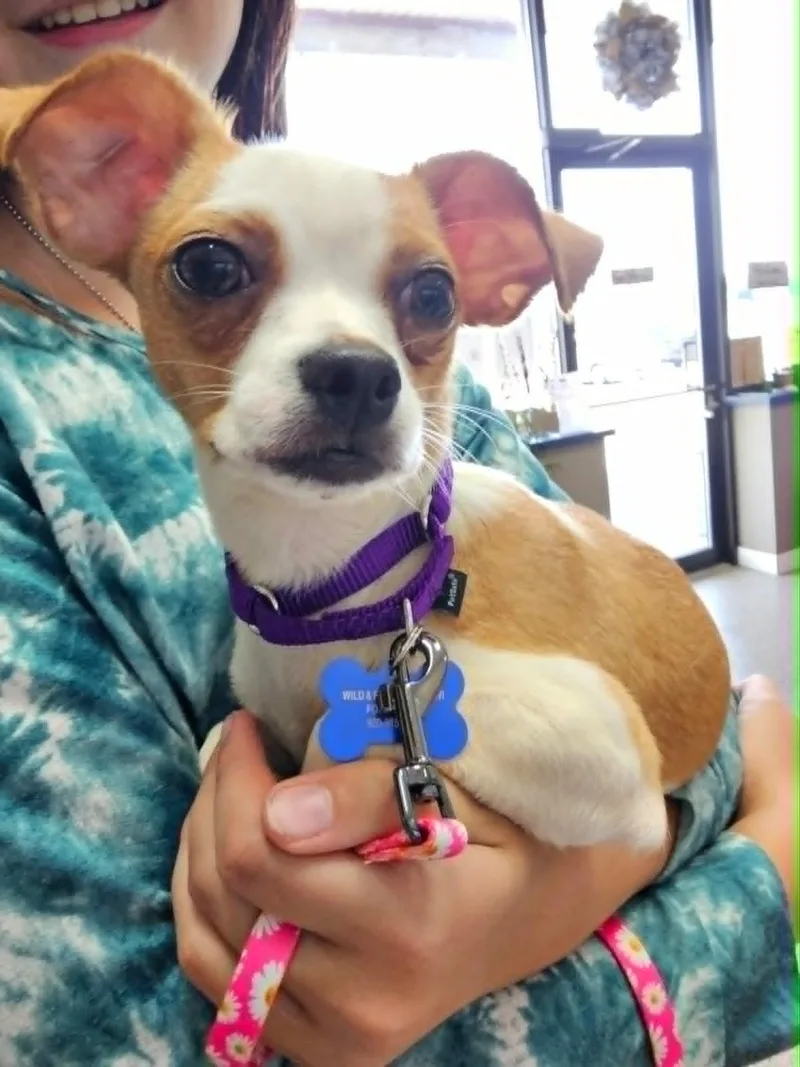 A young small-sized female Chihuahua dog named Katy Mae for adoption in De Pere, WI