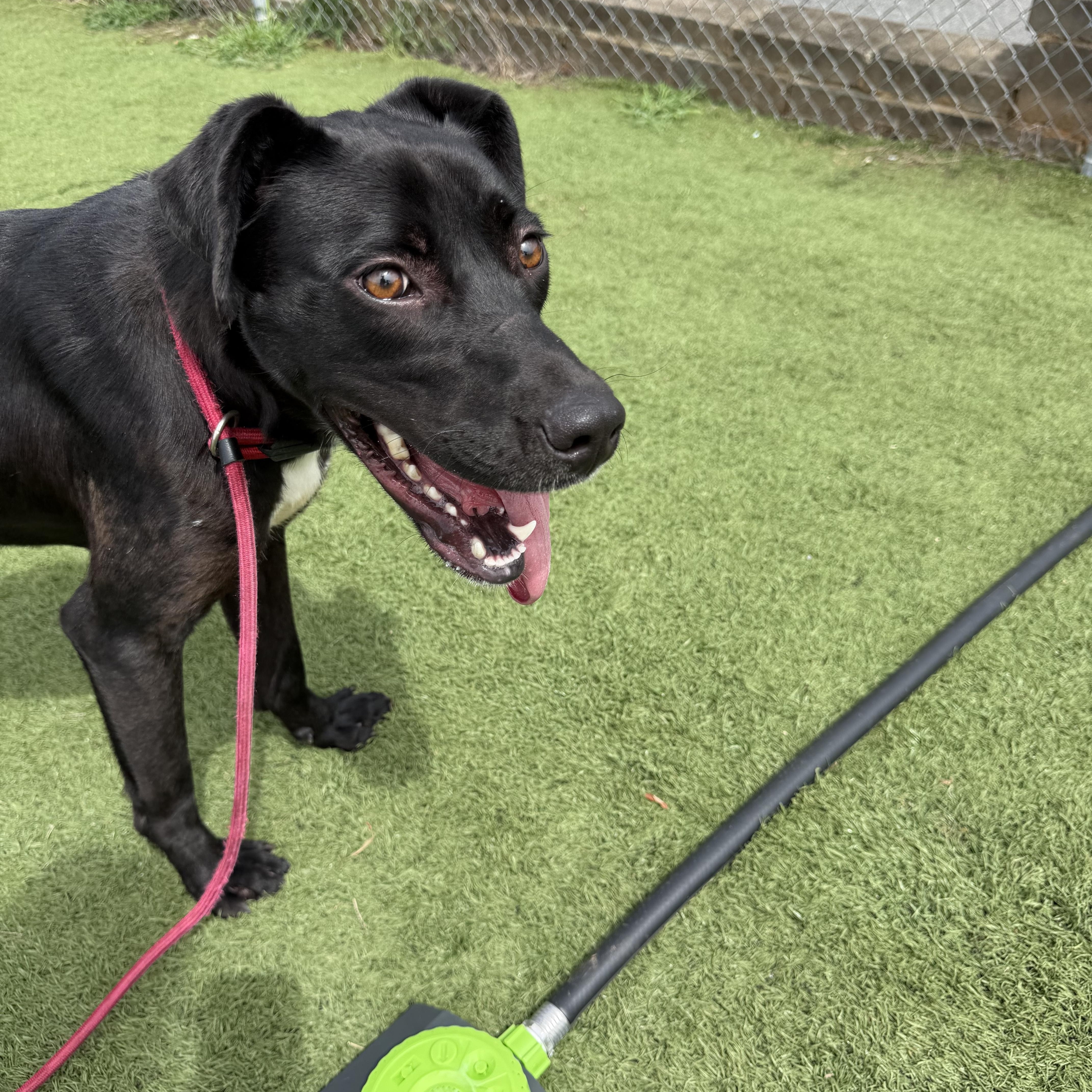 A young large-sized female Black Labrador Retriever dog named Piper for adoption in Albemarle, NC