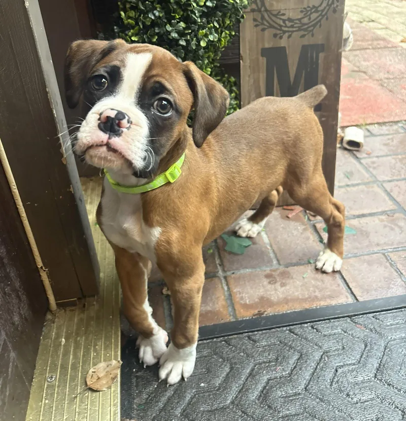 A baby medium-sized male Boxer dog named Max F for adoption in Crestview, FL