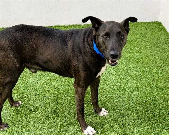 An adult medium-sized male Labrador Retriever dog named Woody for adoption in Fort Lauderdale, FL