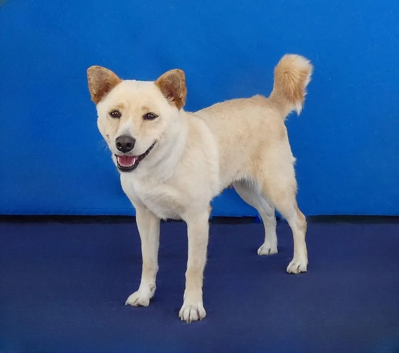 An adult medium-sized female Shiba Inu dog named Toni for adoption in Pasadena, CA