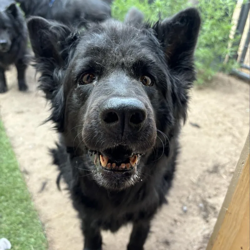 Roo