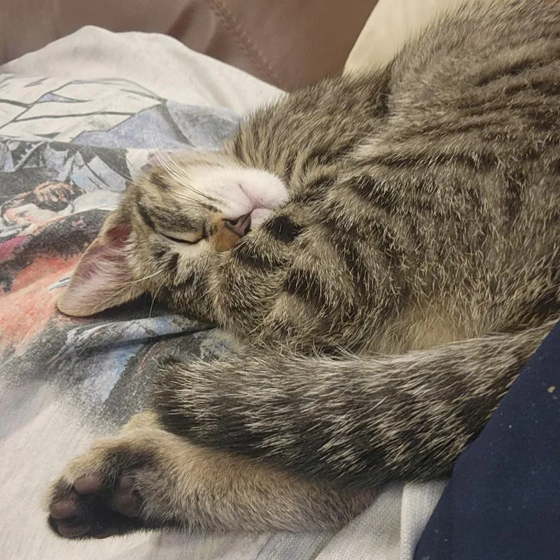 A baby small-sized female Brown / Chocolate Domestic Short Hair cat named Tab C for adoption in Minnetonka, MN