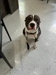 An adult medium-sized male Brindle Pit Bull Terrier dog named Secretary A for adoption in Sherman, TX