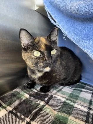 An adult large-sized female Black Domestic Short Hair cat named Deidre for adoption in Kansas City, MO