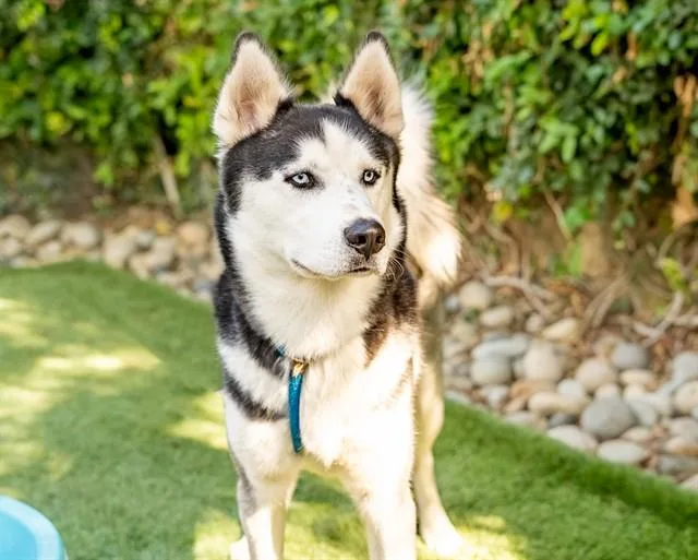 An adult large-sized male Husky dog named Charlie for adoption in San Jose, CA