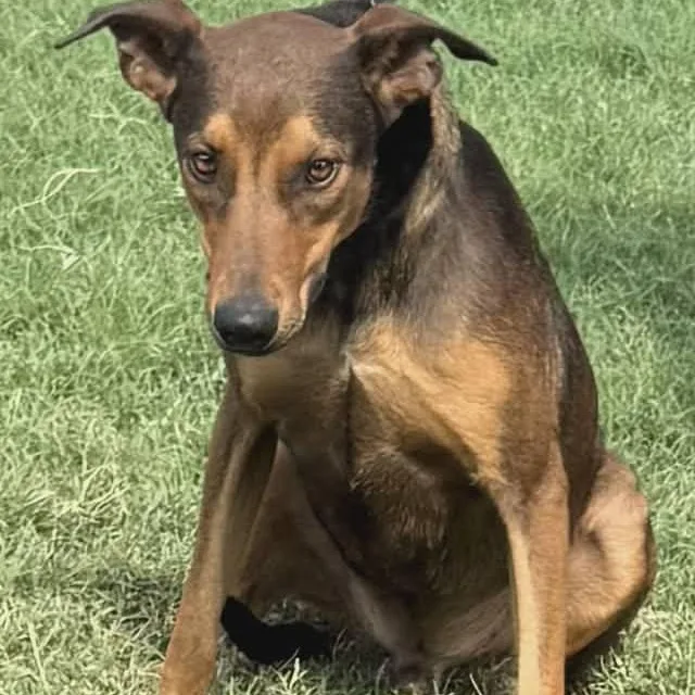 A young medium-sized male Bicolor Doberman Pinscher dog named Carmelo for adoption in Williston, VT