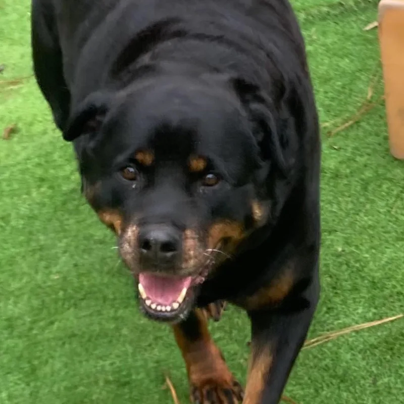 An adult large-sized female Rottweiler dog named Misty for adoption in Oak Bluffs, MA