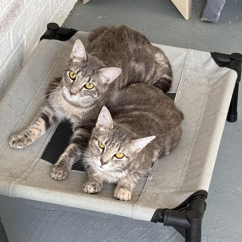 Mimic And Echo thumbnail 2