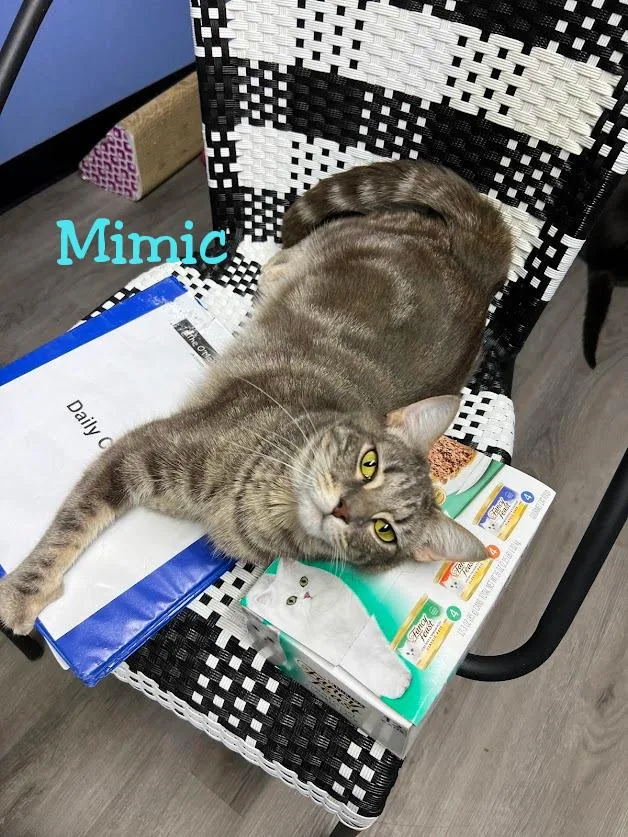 Mimic And Echo thumbnail 3