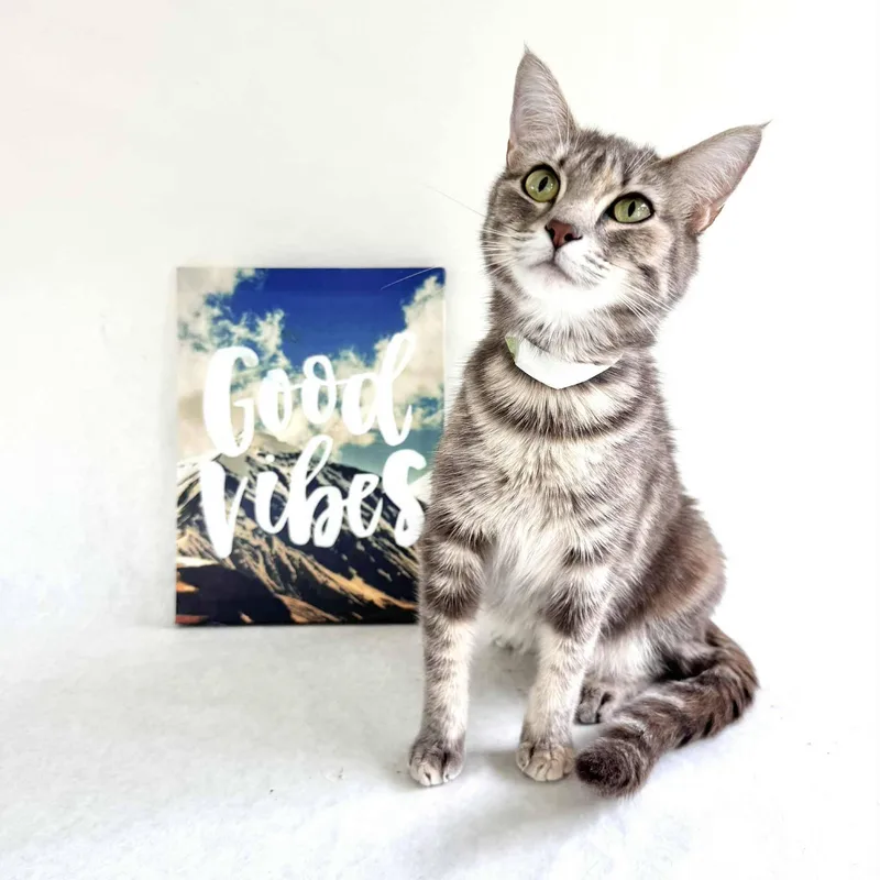 Mimic And Echo thumbnail 4