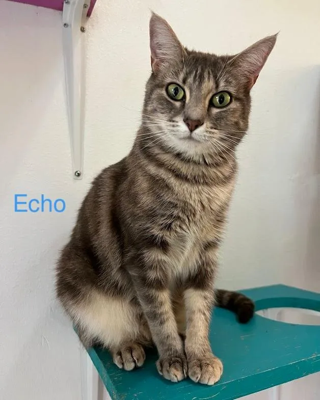 Mimic And Echo thumbnail 5