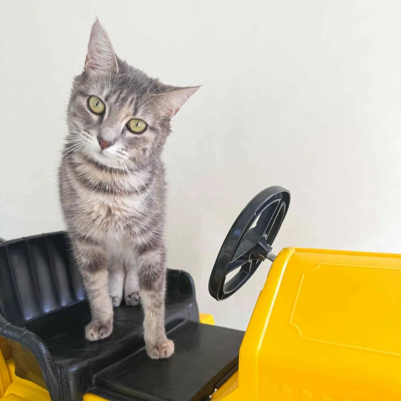 Mimic And Echo thumbnail 6