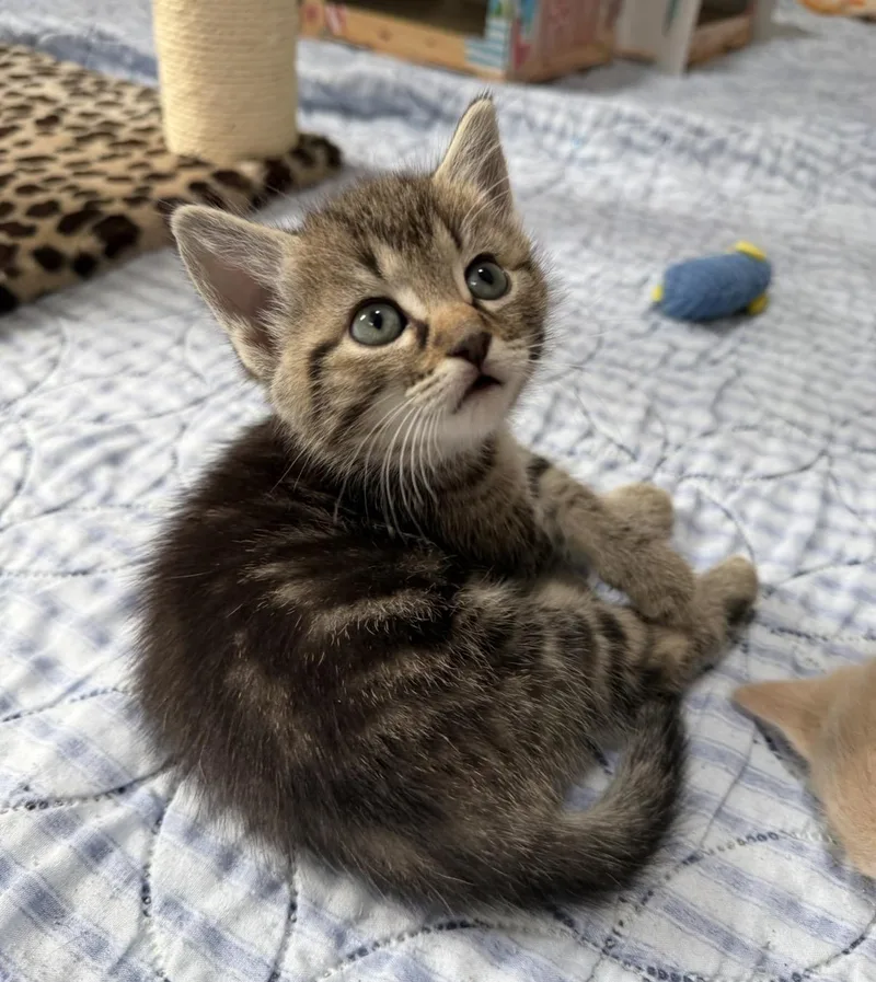 A baby medium-sized female Tabby cat named Merry Go Round for adoption in Blanch, NC