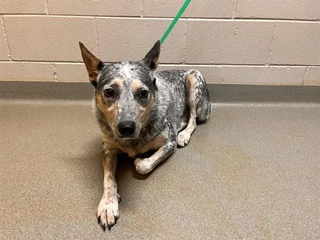 An adult medium-sized female Australian Cattle Dog / Blue Heeler dog named Queenie for adoption in Colorado Springs, CO