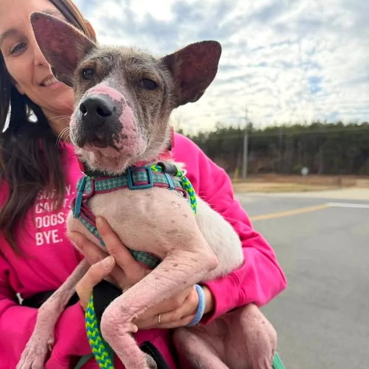 An adult small-sized female Black Mixed Breed dog named Lillie for adoption in Fredericksburg, VA