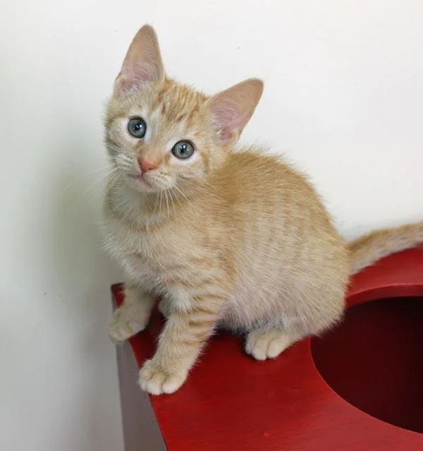 A baby small-sized male Orange / Red Domestic Short Hair cat named Mousepad for adoption in Mansfield, MA