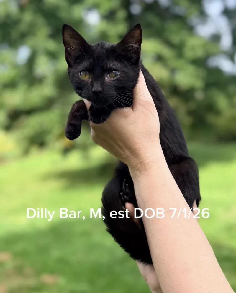 Dilly Bar thumbnail 2