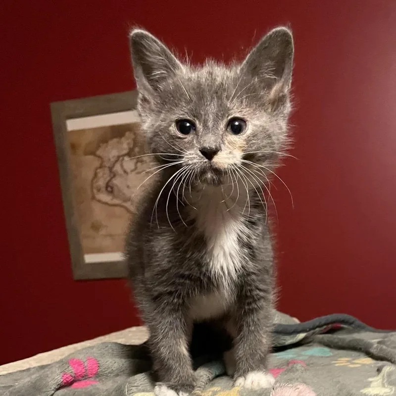 A baby small-sized female Tortoiseshell Domestic Short Hair cat named Tulip for adoption in Springboro, OH