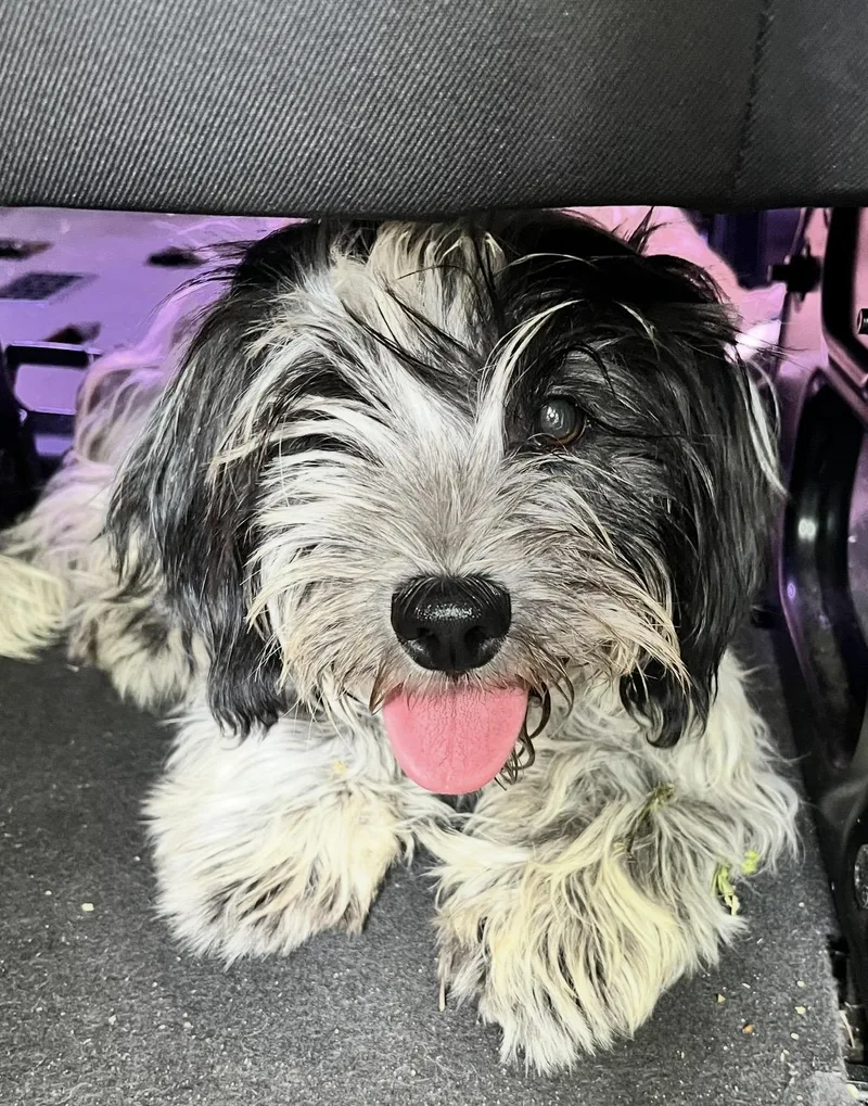 A young small-sized female Shih Tzu dog named Jill for adoption in Yuba city, CA