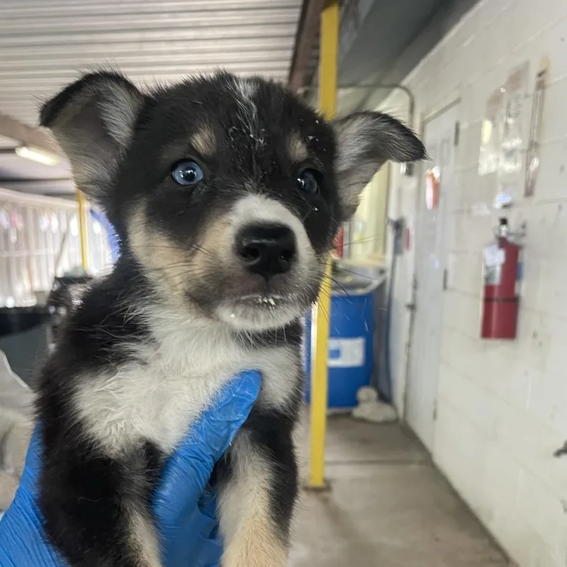 A baby small-sized female Black Husky dog named Blueberry for adoption in Edinburg, TX