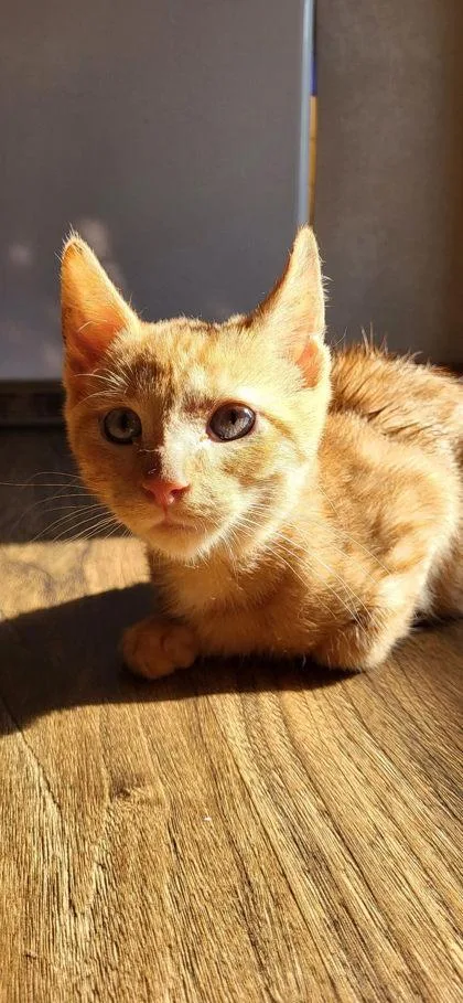 An adult medium-sized male Domestic Short Hair cat named Chuckie Finster for adoption in Berwick, PA