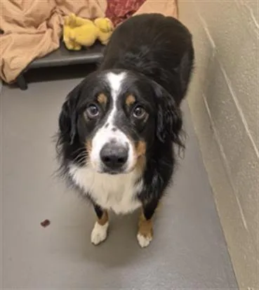 An adult medium-sized male Australian Shepherd dog named Courage for adoption in Hagerstown, MD