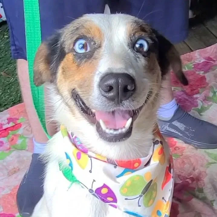 An adult medium-sized female Australian Shepherd dog named Froot Loop for adoption in Woolwich, ME