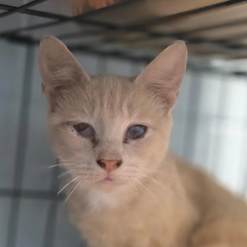 An adult medium-sized female Buff / Tan / Fawn Domestic Short Hair cat named Sonoma for adoption in Huntsville, AL