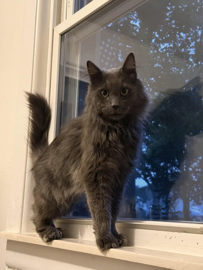 Mr Meows