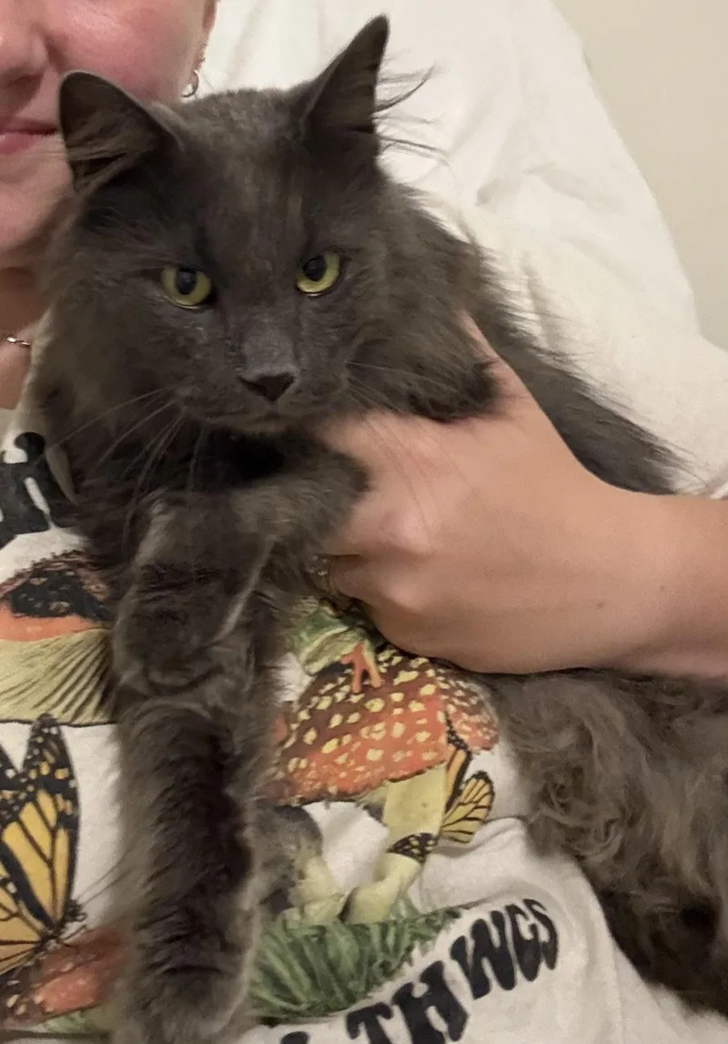 Mr Meows thumbnail 2