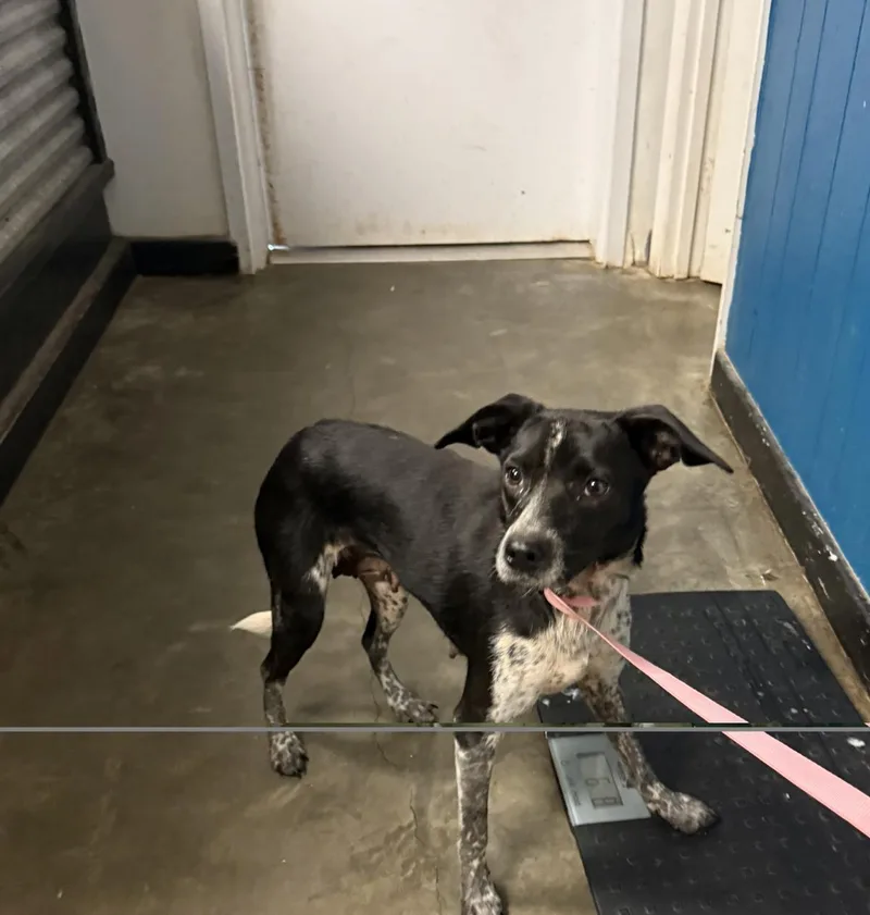 A young medium-sized female Australian Cattle Dog / Blue Heeler dog named Bambi for adoption in Ozark, AL