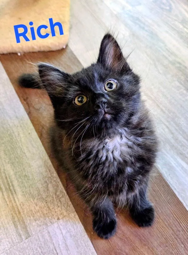 A baby small-sized male Black Domestic Long Hair cat named Richy Rich for adoption in Dallas, TX
