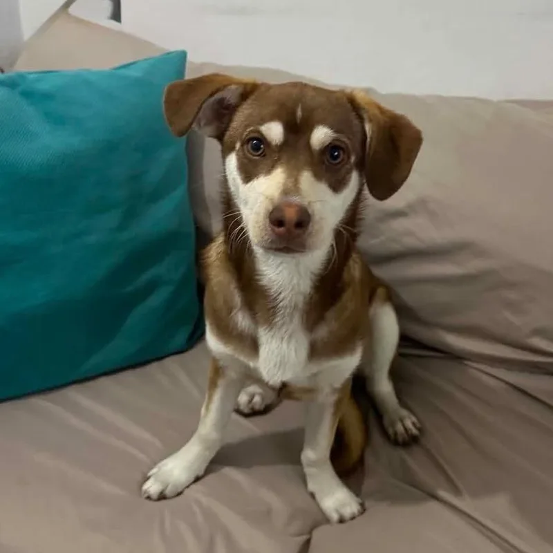 An adult small-sized male Tricolor (Brown, Black, & White) Chihuahua dog named Ringo for adoption in Graham, WA