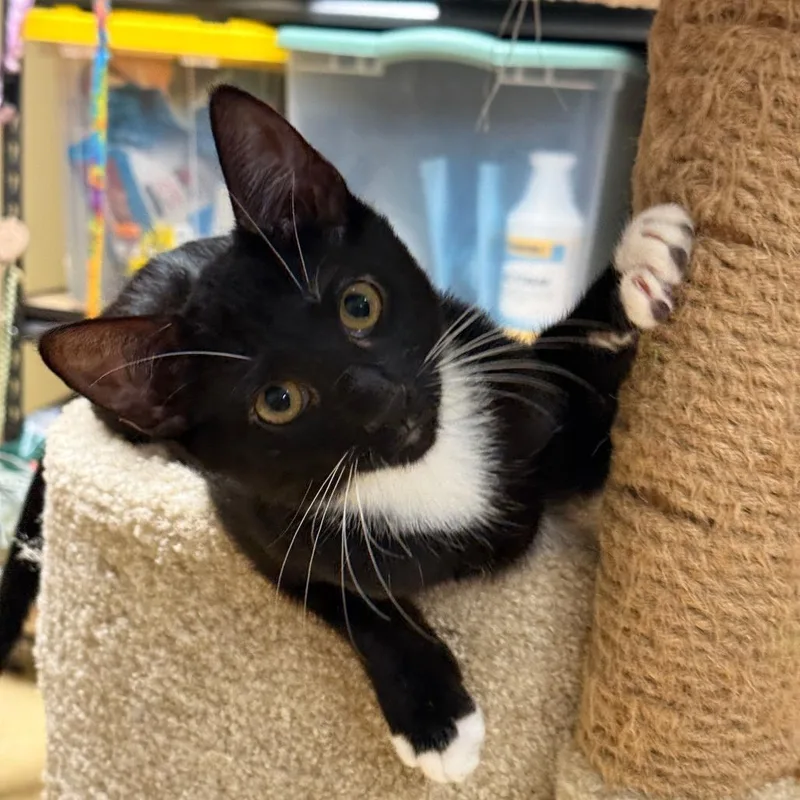 A young small-sized male White Domestic Short Hair cat named Jagger for adoption in Marietta, GA