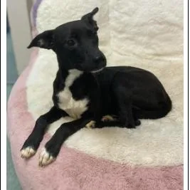 A young medium-sized male Black Mixed Breed dog named Oreo for adoption in New York, NY