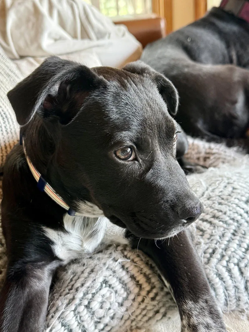 A baby medium-sized male Labrador Retriever dog named Leo for adoption in Evergreen, CO