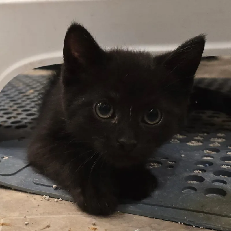 A young medium-sized male Black Domestic Short Hair cat named Blazer for adoption in Long Beach, CA